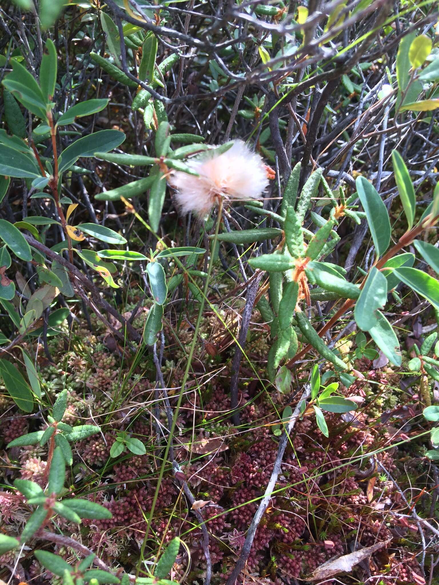 Image of Tawny Cotton-Grass