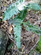 Image of Blechnum australe subsp. australe