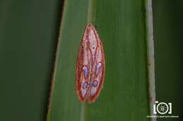 Image of Exclamation Moth