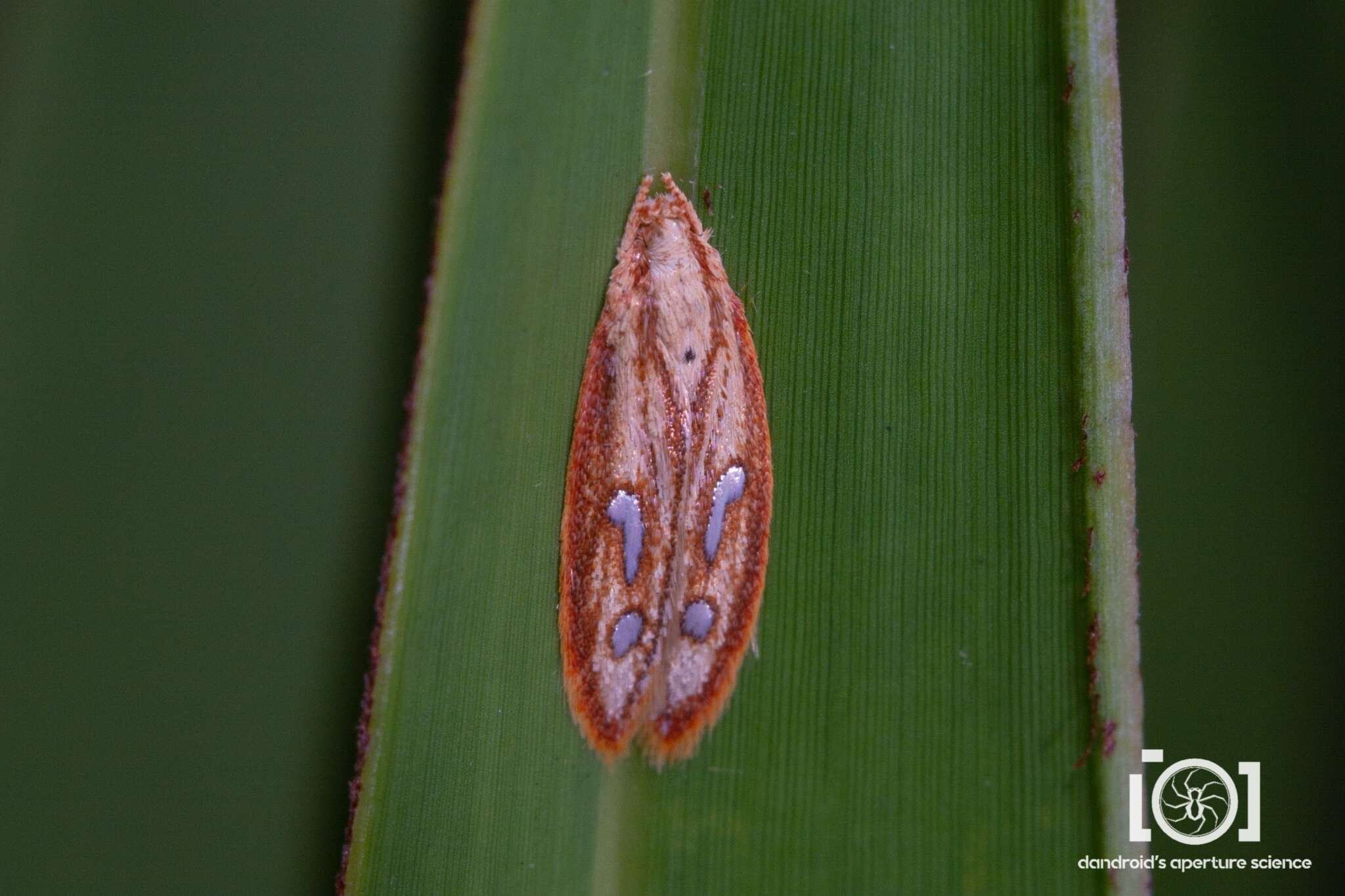 Image of Exclamation Moth