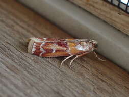 Image of Webbing Coneworm Moth