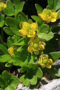 Image of pygmy buttercup