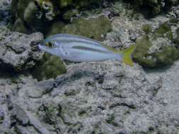 Image of Bald-spot monocle bream