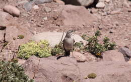 Image of Black-fronted Ground Tyrant