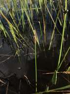 Image of Gulf Coast Spike-Rush