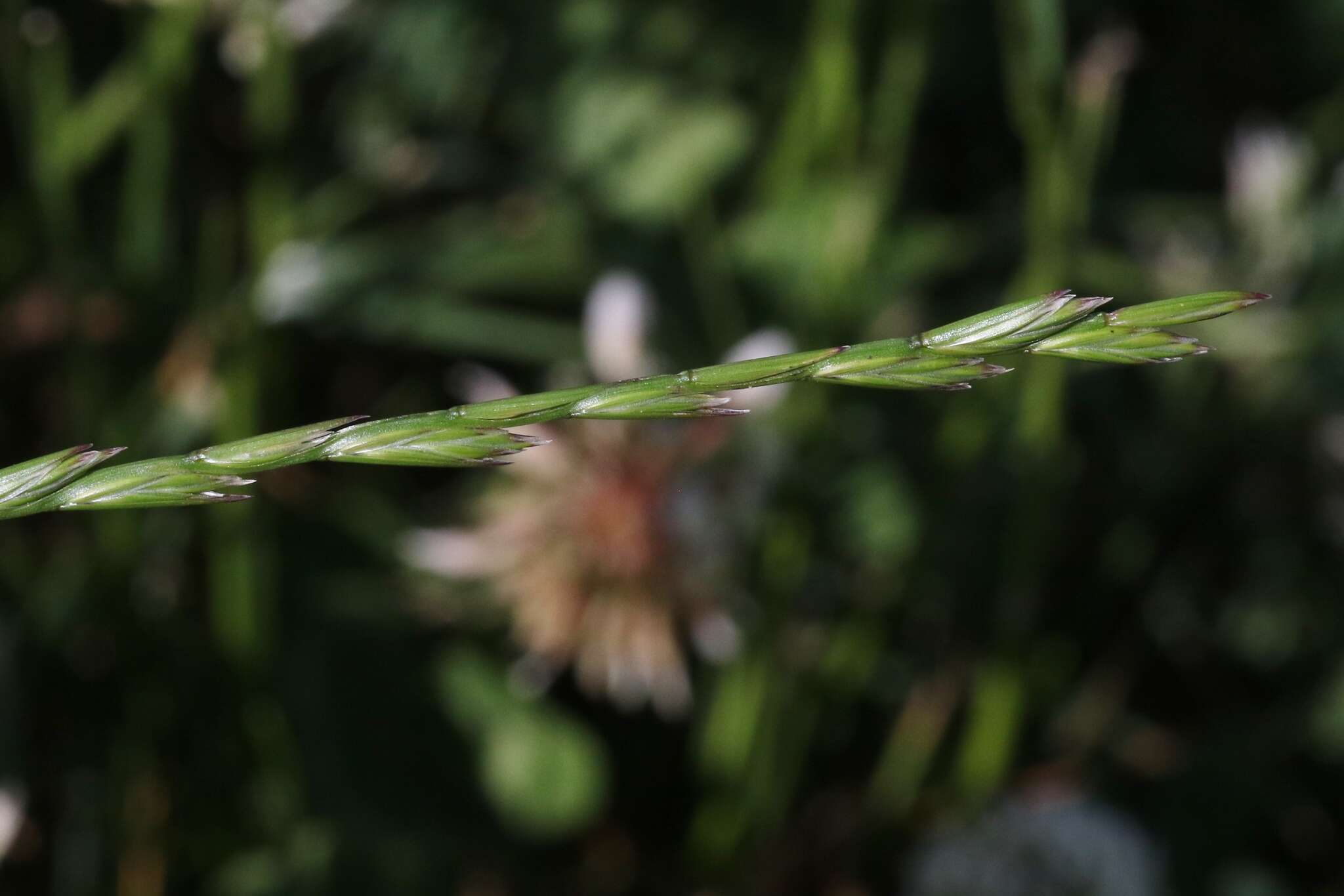 Image of Wimmera ryegrass