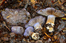 Слика од Cortinarius glaucopus (Schaeff.) Gray 1821