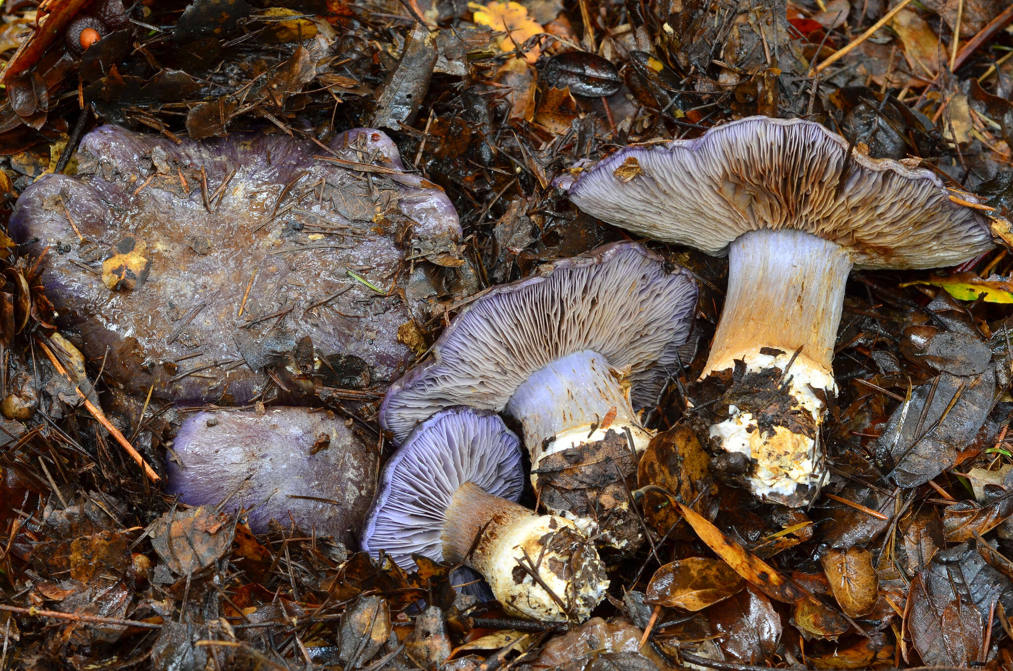 Image of Cortinarius glaucopus (Schaeff.) Gray 1821