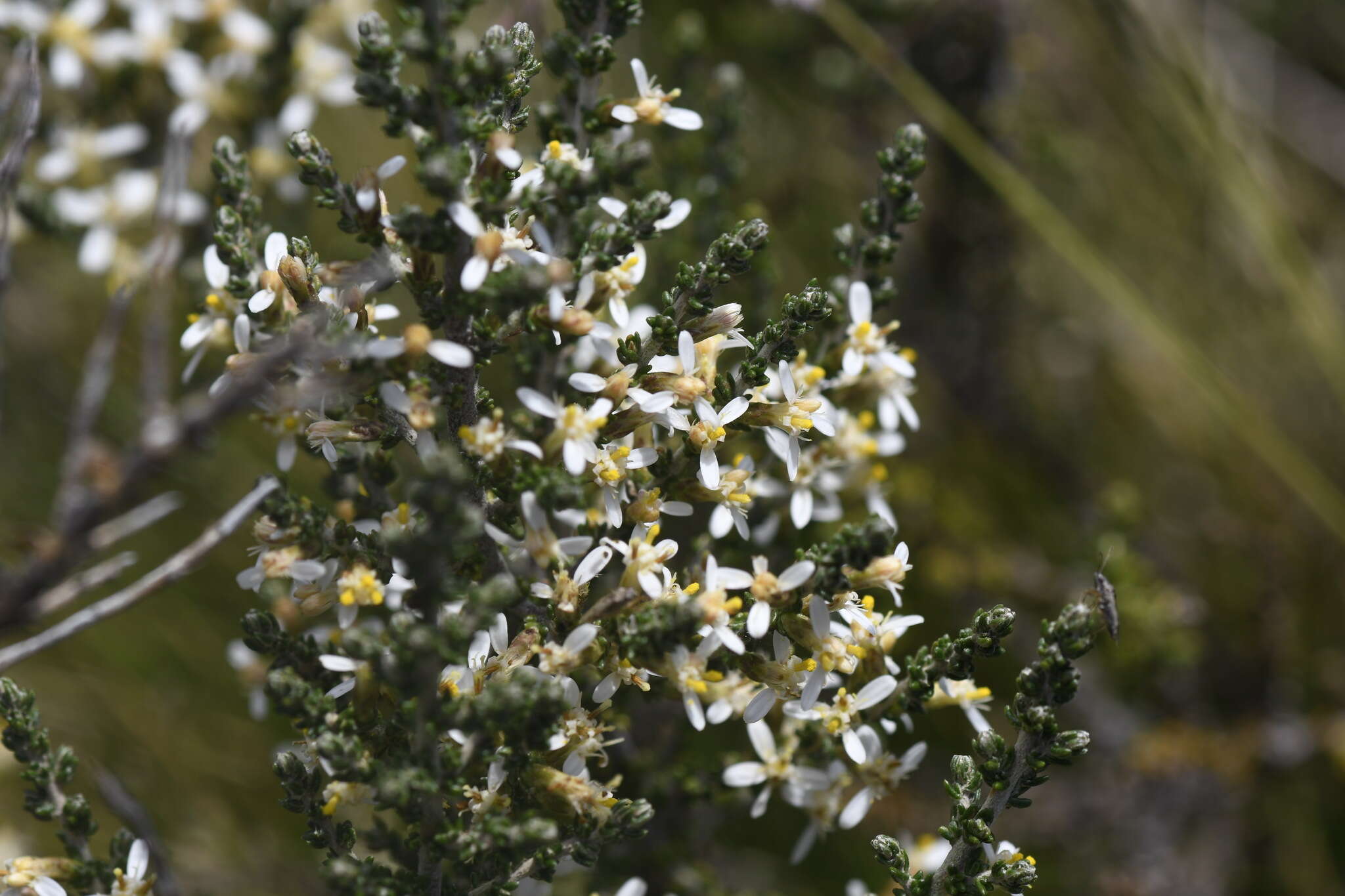 Image of Alpine Daisy-bush