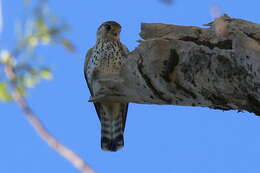 Image of Madagascar Kestrel