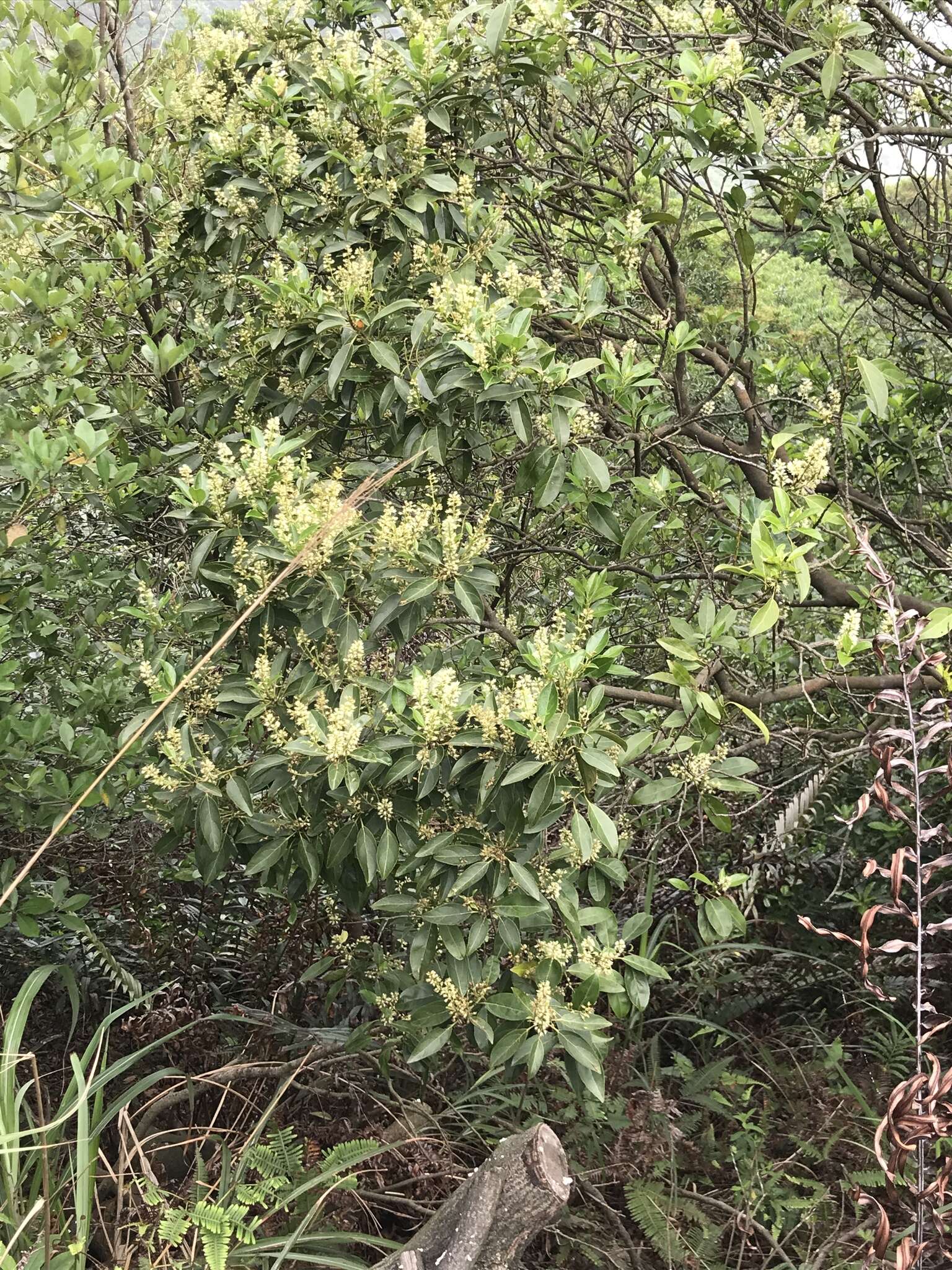 Image of Itea chinensis Hook. & Arn.