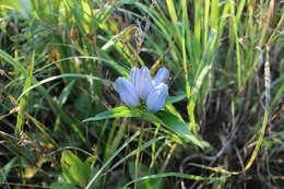 Image of gentian