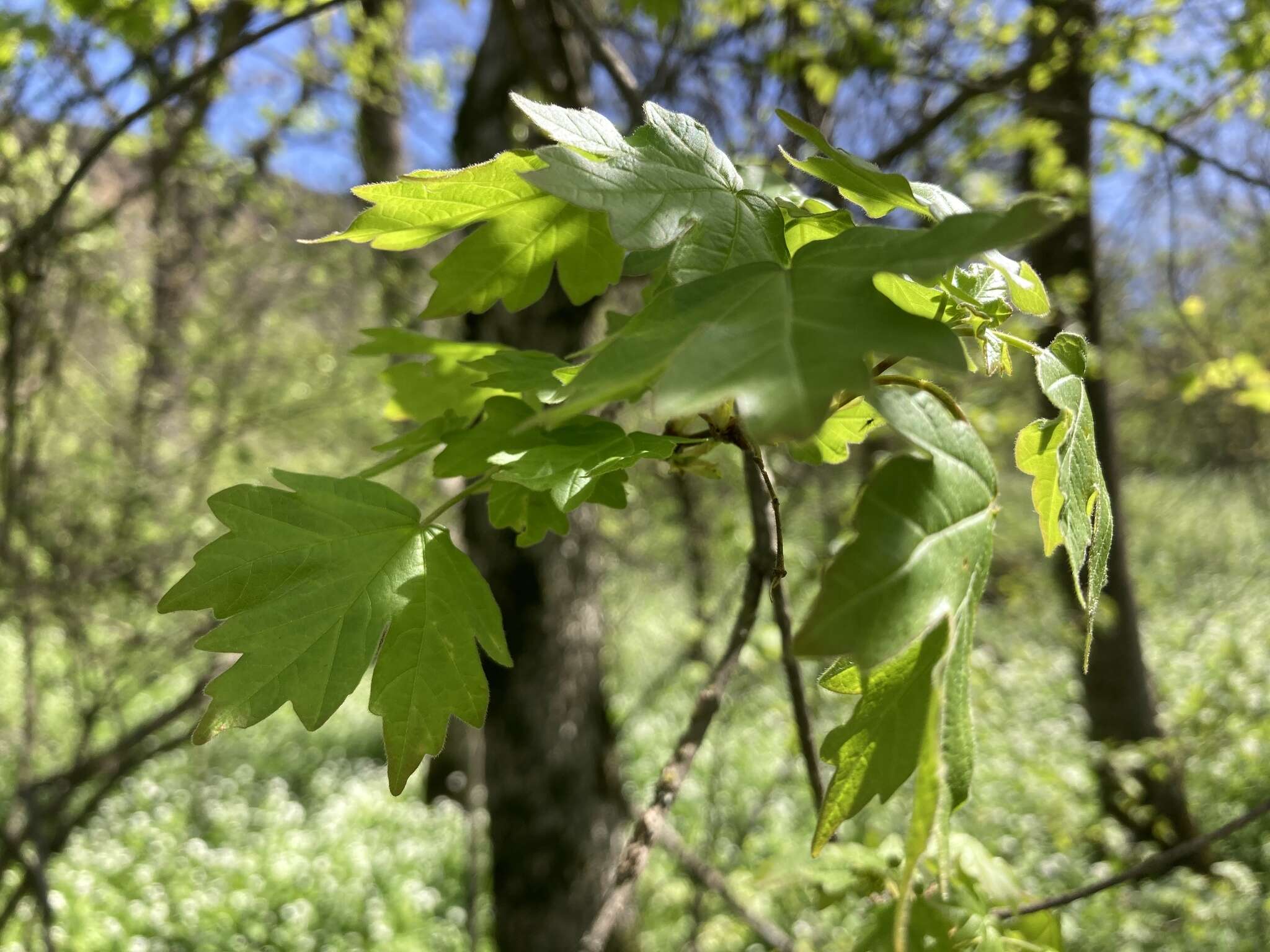 Acer hyrcanum Fischer & C. A. Meyer的圖片