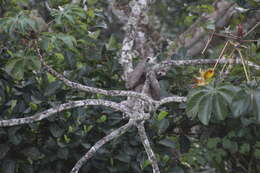 Image de Bradypus variegatus variegatus Schinz 1825