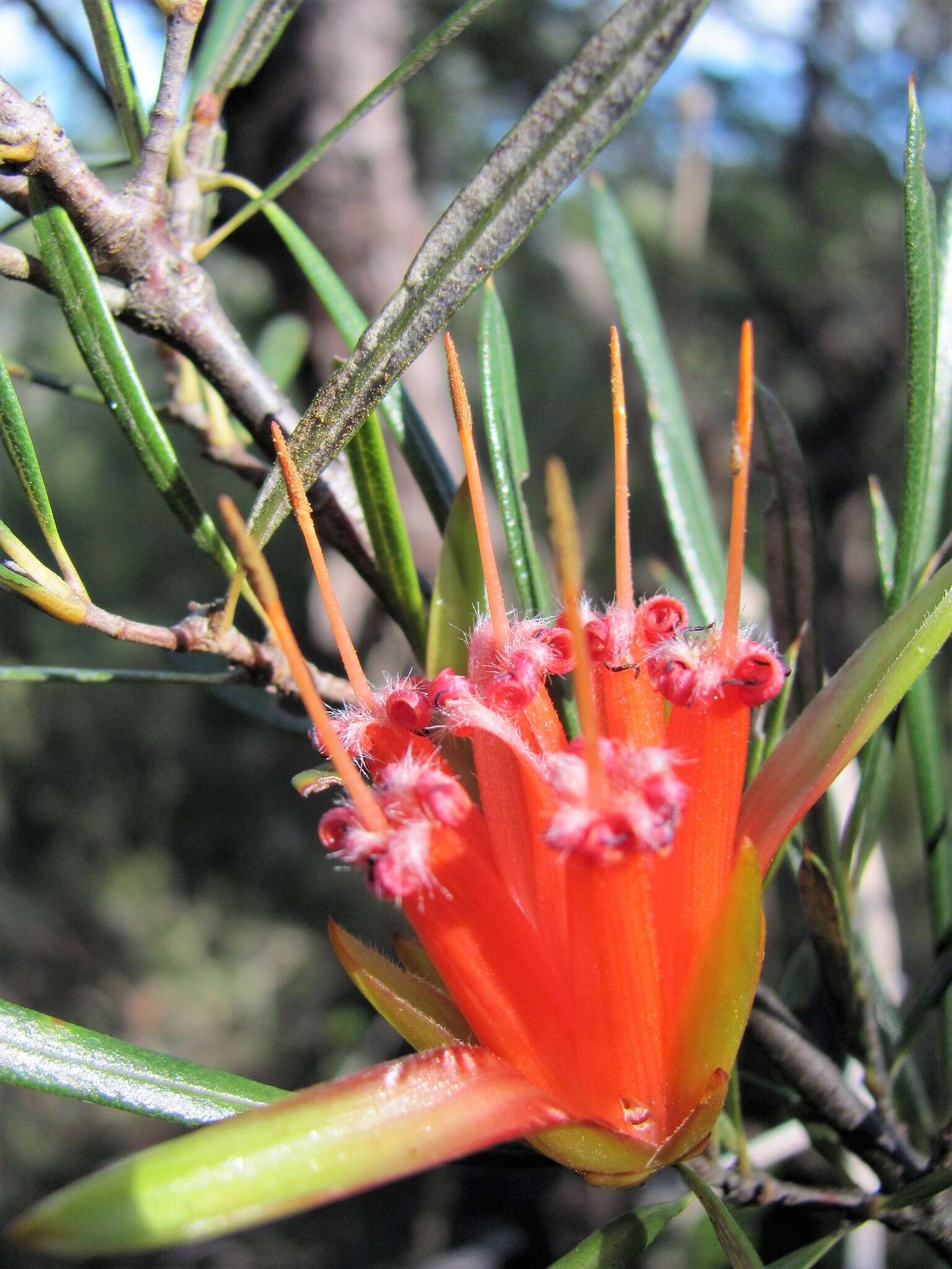 Image of Lambertia formosa Sm.