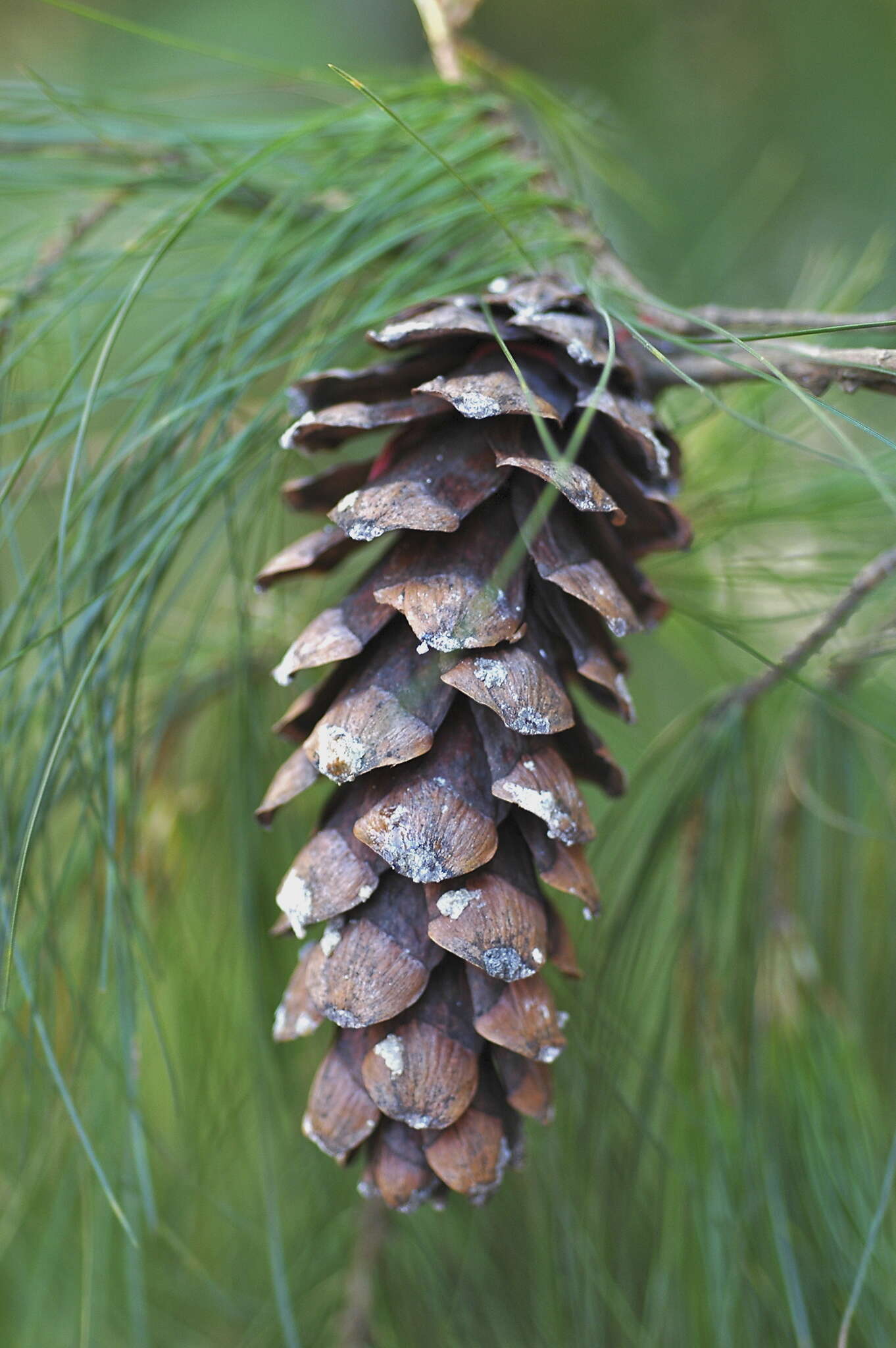 Image of Chiapas White Pine