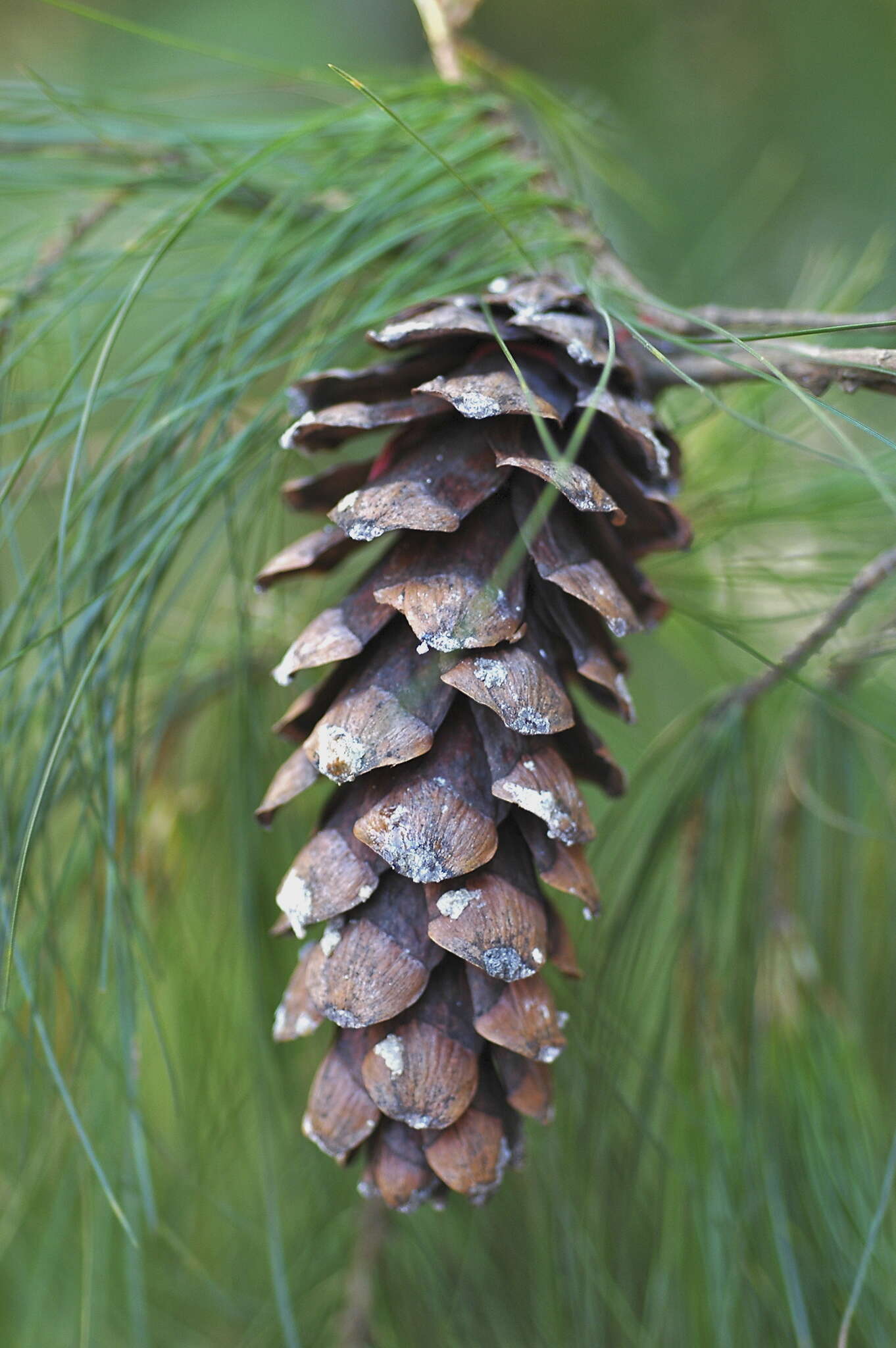 Pinus strobus var. chiapensis Martínez的圖片