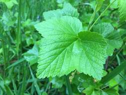 Image of Black Currant