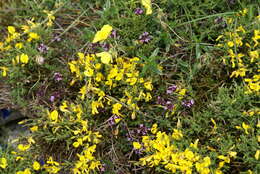 Image of Genista hystrix subsp. legionensis (Pau) P. E. Gibbs