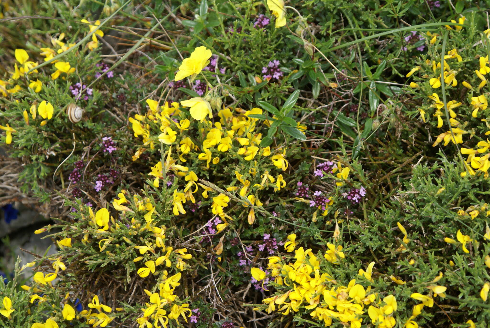 Image of Genista hystrix subsp. legionensis (Pau) P. E. Gibbs