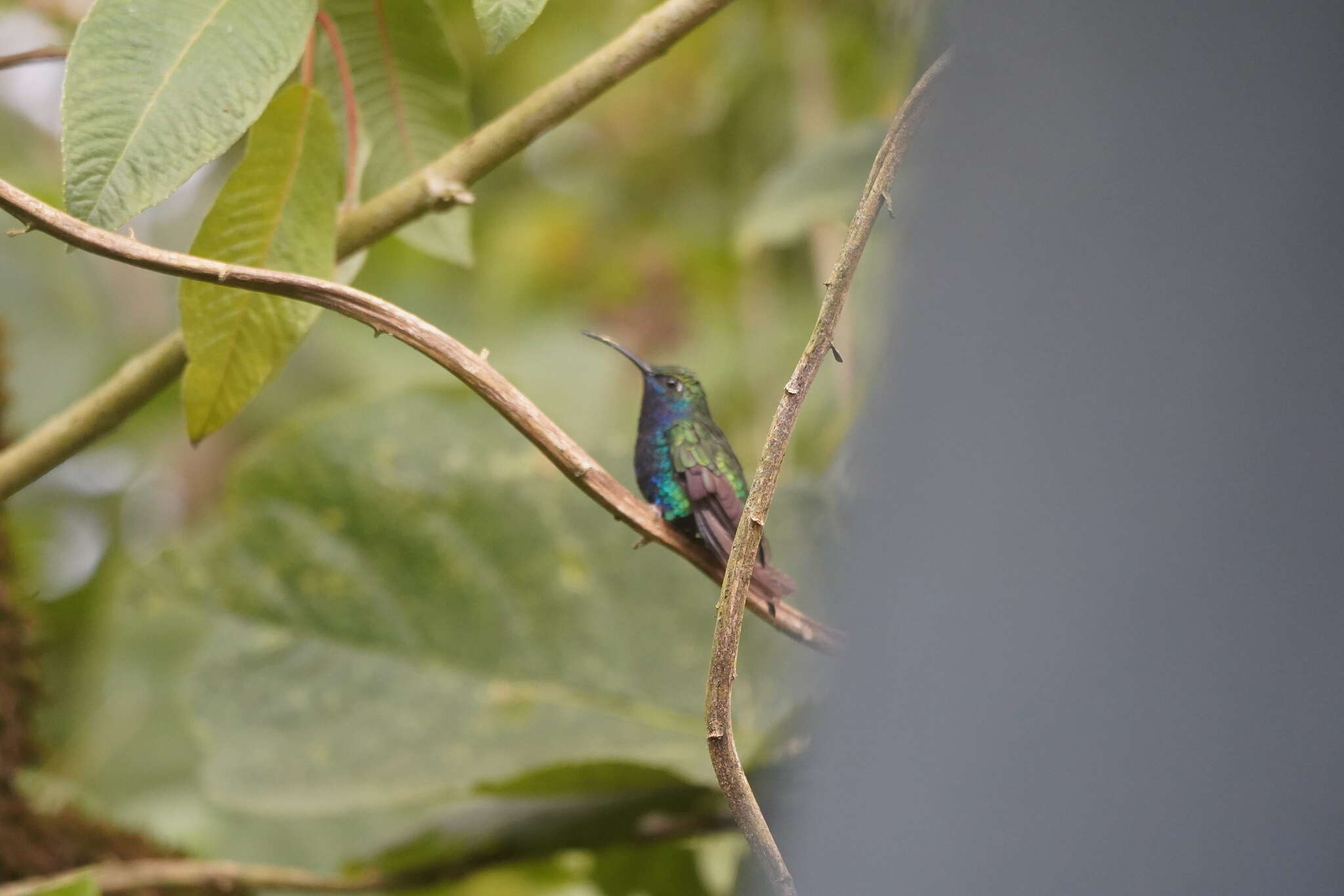 Campylopterus falcatus (Swainson 1821) resmi