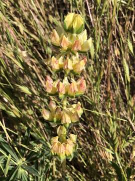 Image of whitewhorl lupine