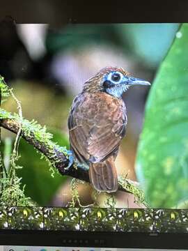 Image of Bicolored Antbird