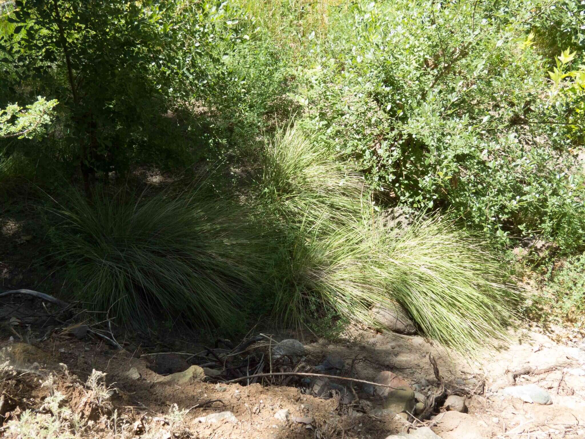 Plancia ëd Muhlenbergia rigens (Benth.) Hitchc.