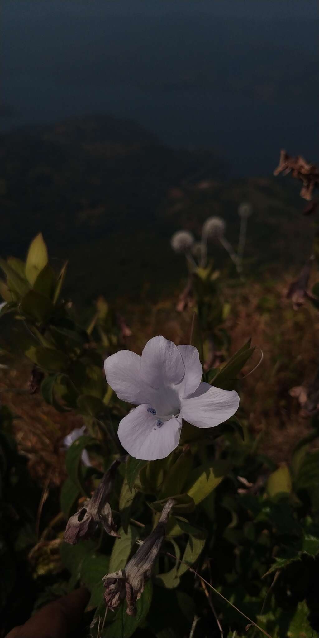 Barleria sepalosa C. B. Cl.的圖片