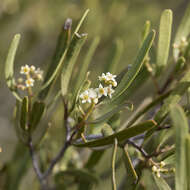 Image of Geijera linearifolia (DC.) J. Black