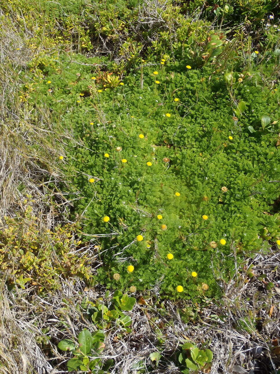 Image of Cotula discolor (DC.) J. C. Manning & Mucina