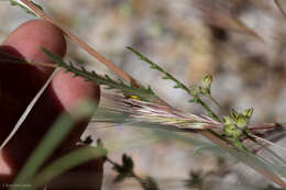 Image of grass blazingstar