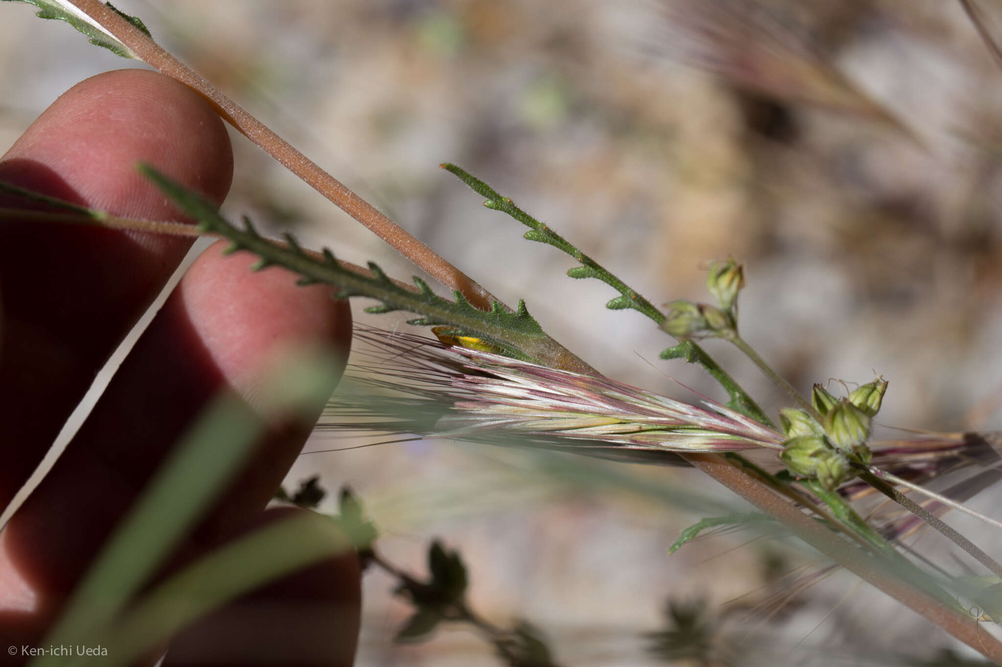 Image of grass blazingstar