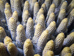 Imagem de Acropora spathulata (Brook 1891)