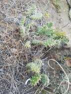 Image of grizzleybear pricklypear