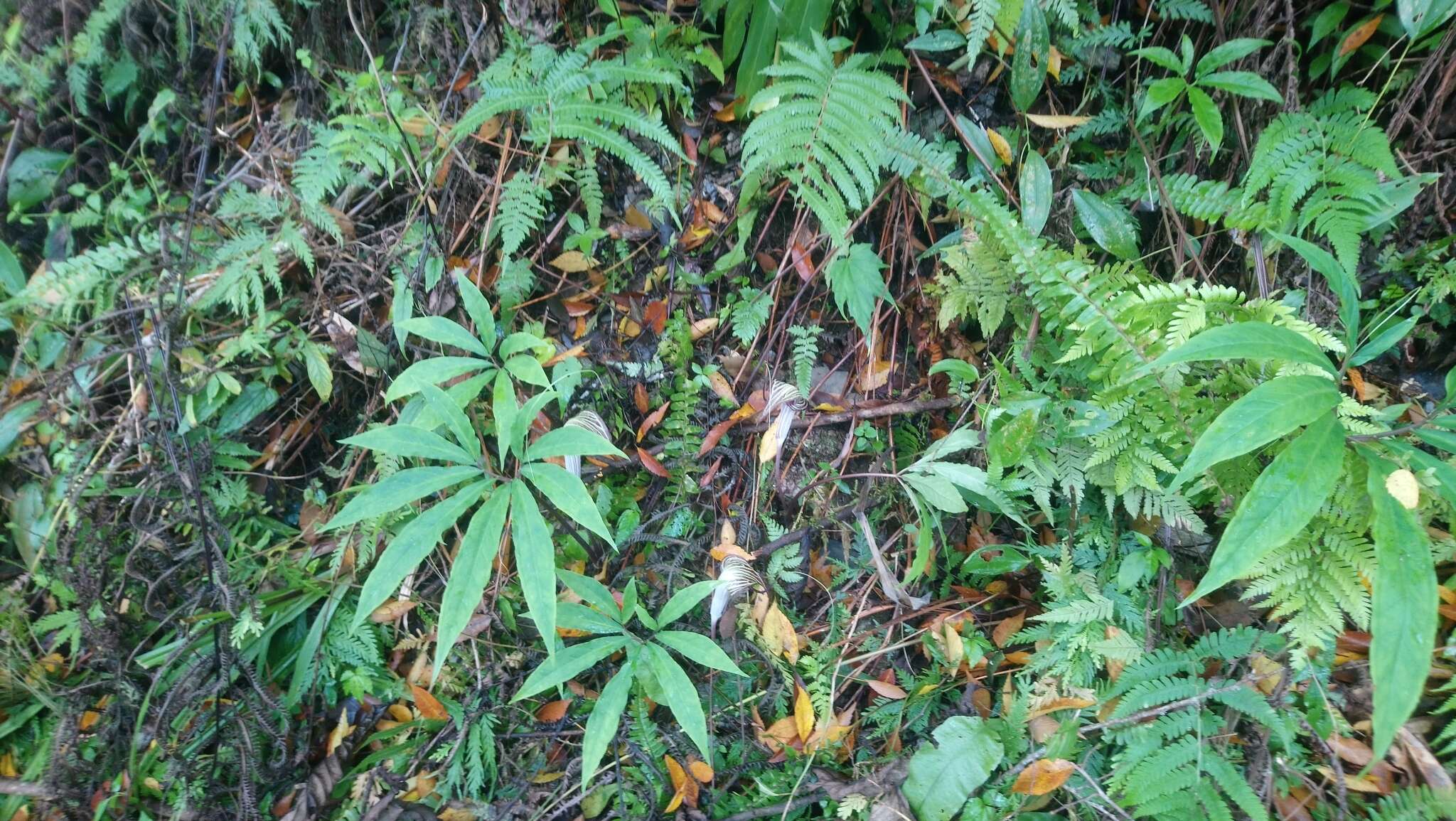 Image of Arisaema thunbergii subsp. autumnale J. C. Wang, J. Murata & H. Ohashi