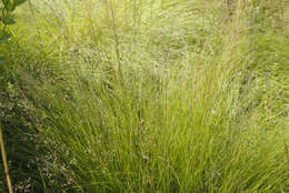 Image of prairie dropseed