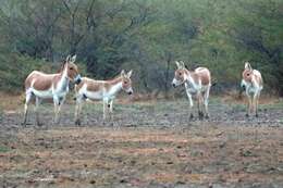 Image of Indian Wild Ass