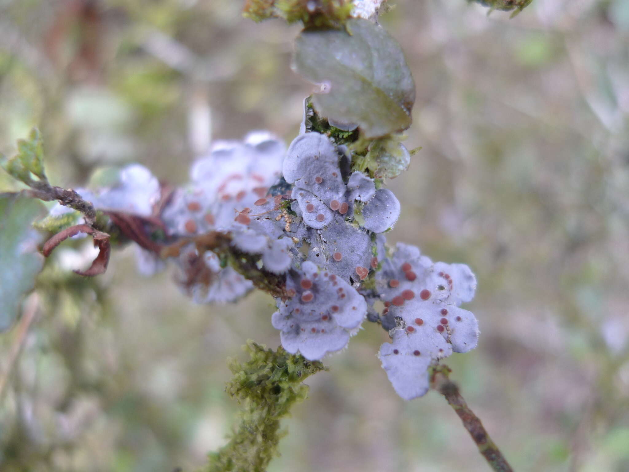 Image of Degelia gayana (Mont.) Arv. & D. J. Galloway