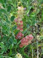 Image of Astragalus calycinus Bieb.