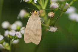 Image of Tricypha Möschler 1878