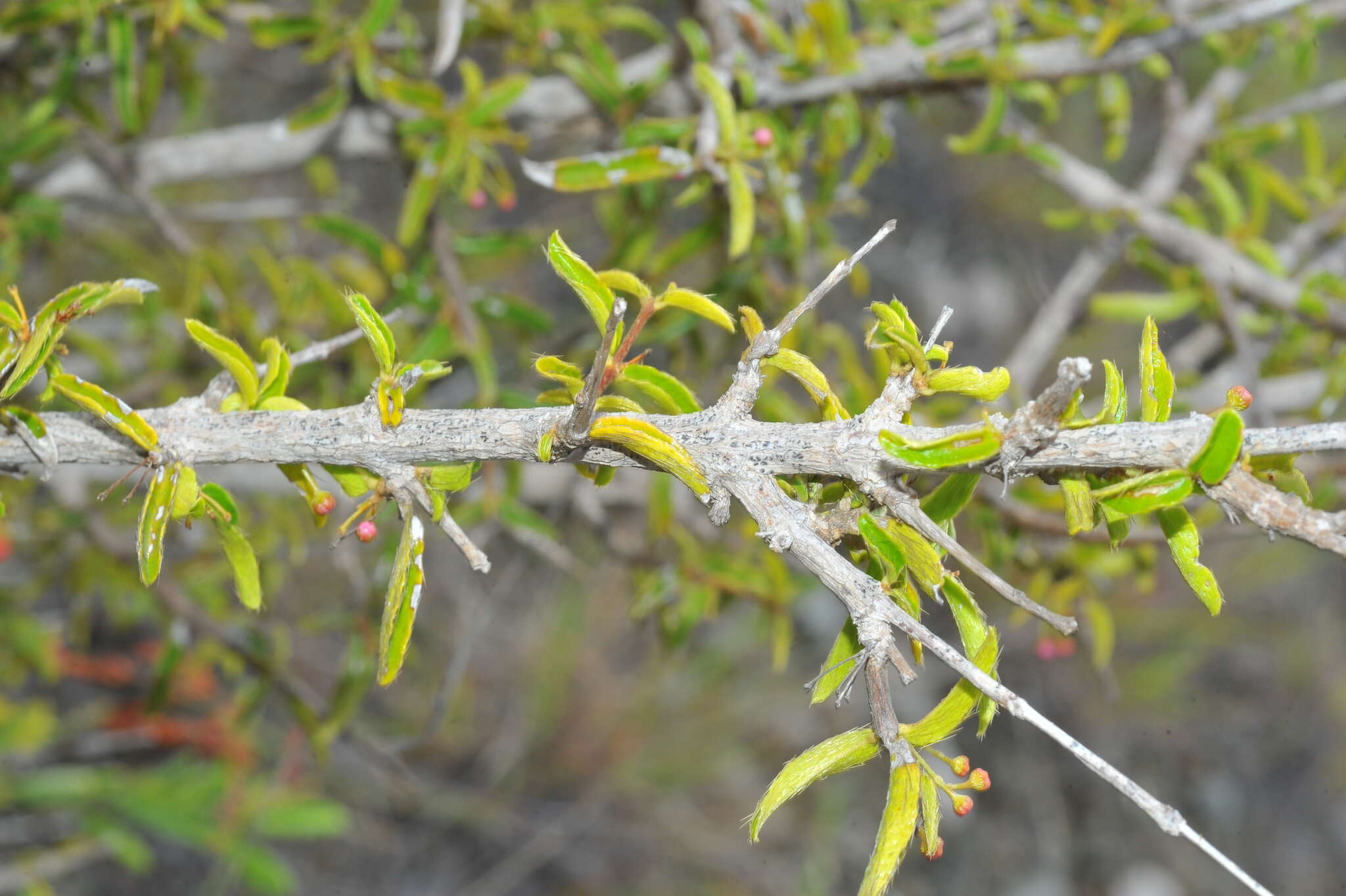 Imagem de Malpighia caribaea F. K. Meyer