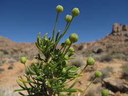 Euryops subcarnosus subsp. vulgaris B. Nord. resmi