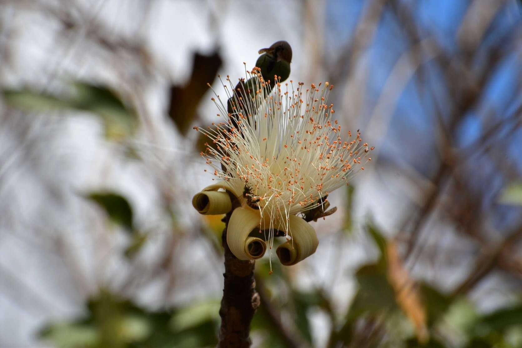 Image of Pseudobombax palmeri (S. Wats.) Dugand