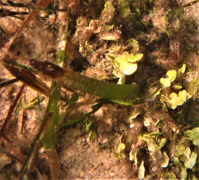 Image of Halimeda opuntia