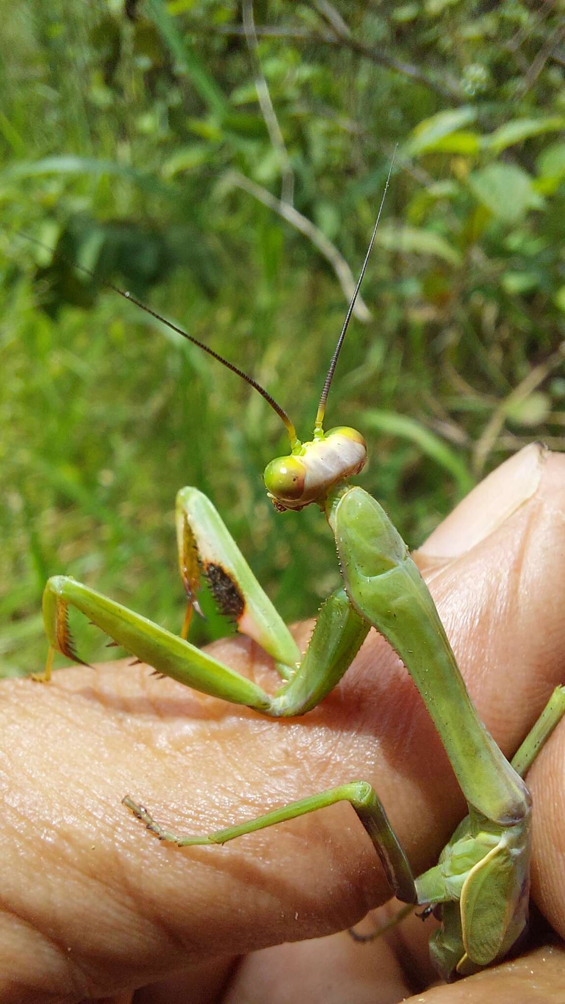 Image of Stagmatoptera diana Rodrigues & M 2016