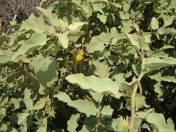 Image of Solanum tomentosum var. tomentosum