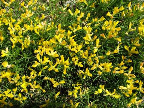 Imagem de Genista holopetala (Koch) Bald.