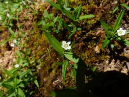 Plancia ëd Moehringia macrophylla (Hook.) Fenzl