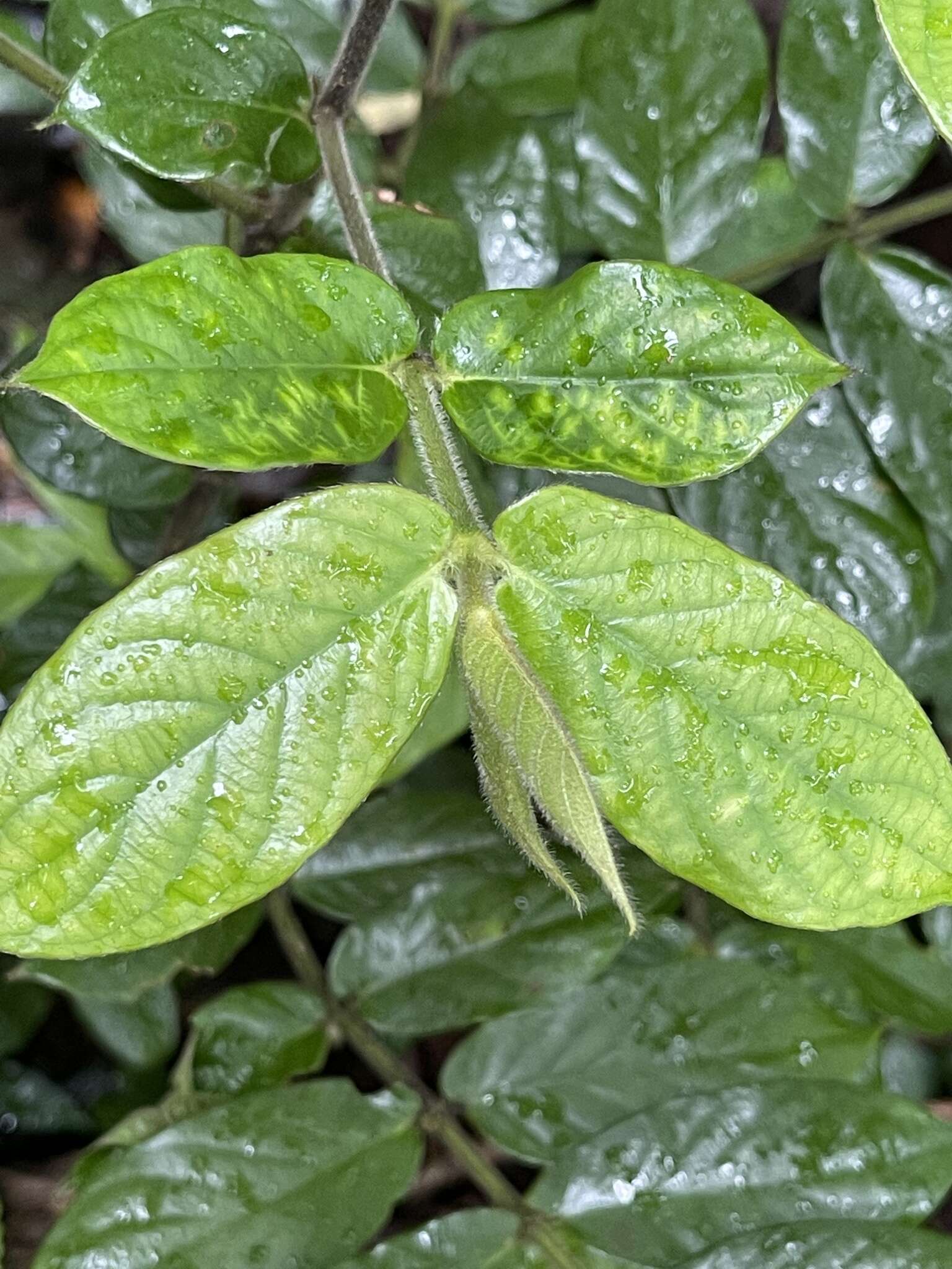 Image of Lasianthus attenuatus Jack